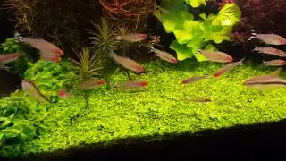Planted Tank