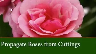 How to Grow Roses from Cuttings - Quick and Easy | Rooting cuttings using a plastic bottle.