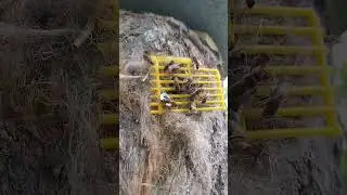 3 Колода с пчёлами в лесу спустя 3 дня после заселения 