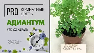 Папоротник Адиантум Фрагранс, в просторечии Венерин волос. Уход за адиантумом. Нежный папоротник.