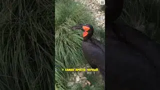 абиссинский рогатый ворон #факты #животные #топчик #интересно