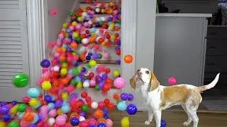 Puppy Surprised by Balls Falling Down Stairs: Cute Puppy Indie Has Cutest Reaction to EPIC Ball Drop