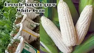 How to Grow White Corn in Bags / Recycling Bags to Grow White Corn at Home