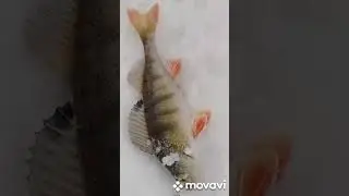 мой улов за сегодня. 
