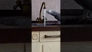✅ Сама открывает кран чтобы попить воды 😱 ЖАКО ПЕТРУНЯ 🐦PARROT ZHAKO PETRUNYA 🔥 #shorts  #funny