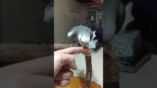 Singing boi