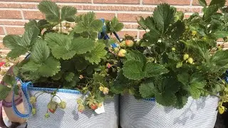 Клубника в сумках