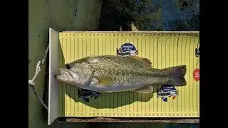 Spinning la bass cu un vizitator surpriza