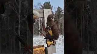 Выставка чучел Сибирских животных на трассе. 