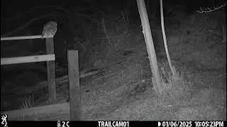 Owl 1 march 25