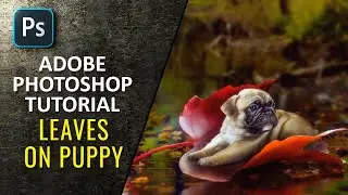 Leaves on Puppy   - Adobe Photoshop Tutorial