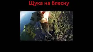 щука на блесну
