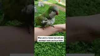 Quaker Parrot Says "Chop Chop!"