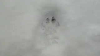 How to Identify a Mountain Lion Track
