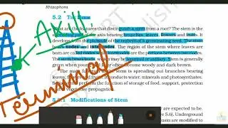 The stem || Morphology of flowering plants || Class 11th ||