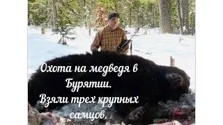 Bear hunting in Buryatia. We caught three large males.