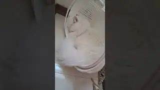 cute cat having a sweet dream🥰😘