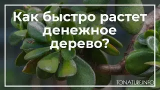 Как быстро растет денежное дерево? | toNature.Info