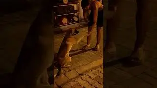 Собака она такая, ни то что кошка