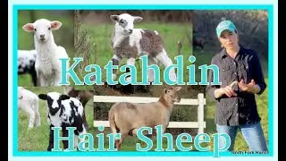 KATAHDIN HAIR SHEEP_LAMBING #lambing #sheep #katahdin #farming