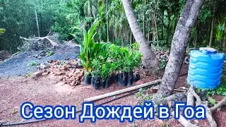 Жизнь в Сезон Дождей в Гоа. Мунсун в Разгаре - природа, животные, люди. Goa 2023 India