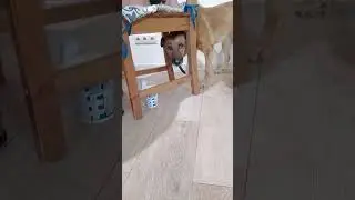 Подглядухи от Рыжухи