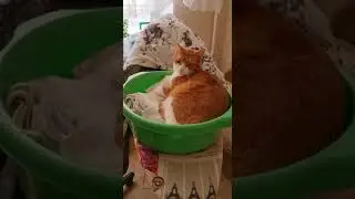 Рамзес великий, а тазик маленький 🤣🤣