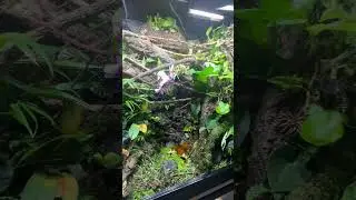 How I made my ecosystem 🌱