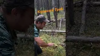 Куриный гриб и как его есть#юмор