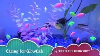 How To Care For GloFish