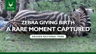 Zebra Giving Birth: A Rare Moment Captured at Kruger