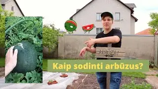 KAIP AUGINTI ARBŪZUS LIETUVOJE? 3 DALIS. SODINIMAS Į NUOLATINĘ VIETĄ