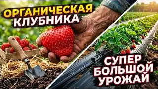 Как вырастить КРУПНУЮ и СЛАДКУЮ клубнику: все секреты от посадки до урожая!