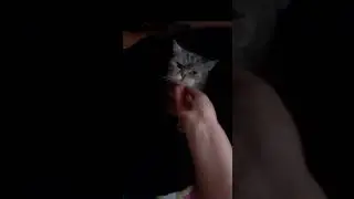 Кошкозахват #shorts #кошка #video #юмор