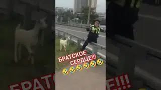 Нарочно не придумаешь!!!!ДВА ДРУГА - мент и козёл!!!