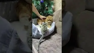 Обезьянка Игрунка