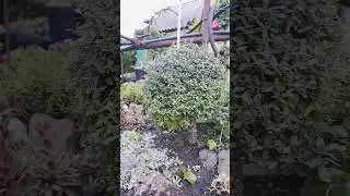 Обрезка штамбовой вербы