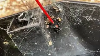 Redback Spider Infestation? We Can Help! | Call 0407-065-413