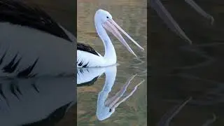 Pelican  