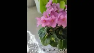 БР-Объятия Весны
