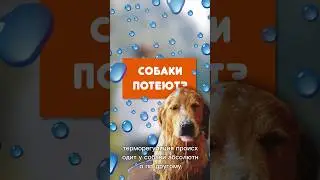 А вы знали, что собаки потеют, но, в отличие от людей, это не способ охлаждения?)
