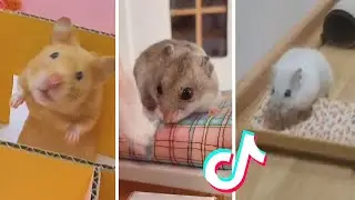 The CUTEST HAMSTER Videos I Found on TikTok (Compilation) 🐹