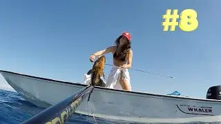 Spearfishing Two AMBUSHES in the OPEN! WHITE and DUSKY Grouper