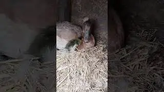 Уточка с утёнком #утка #duck #indianrunner