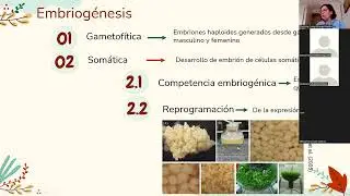 Embriogénesis somática 2022