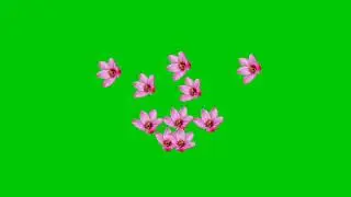 Green screen flower effect hd video free download