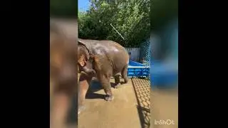 Слон купается в жару - Всё хочу на свете знать !