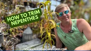 How to Trim Nepenthes