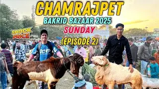 Bangalore Chamrajpet Sheep Market 2025 | Chamrajpet Bakrid Bazaar 2025