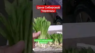 Первая черемша Красноярского края (2024)